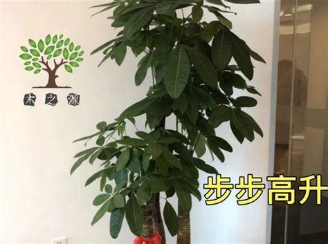 步步高升植物|象征事业步步高升的植物（15种让你事业腾飞的植物）